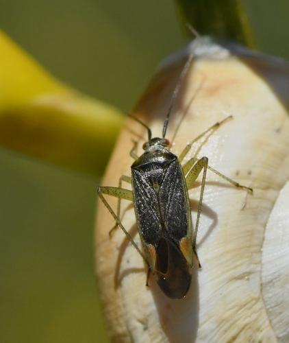 Réf. 228 950 : Closterotomus trivialis
